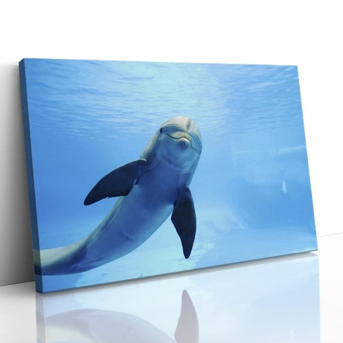 Quadro simpatico delfino che